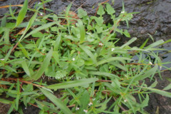 Impatiens inconspicua